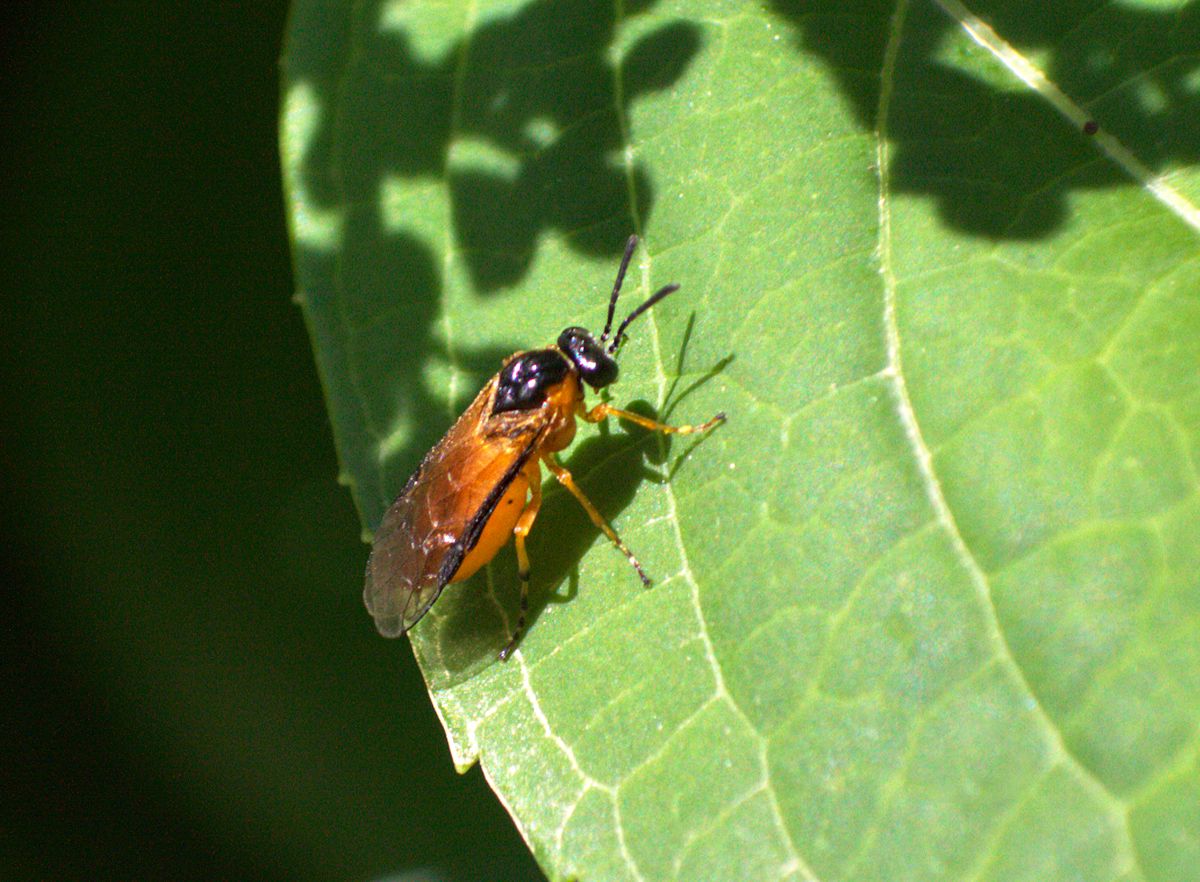 Athalia sp.